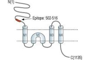 anti-Glutamate Receptor, Ionotropic, N-Methyl D-Aspartate 3A (GRIN3A) (AA 502-516), (Extracellular), (N-Term) antibody