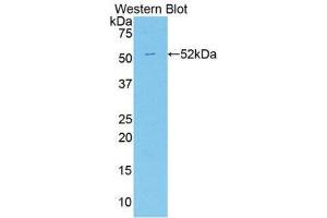 Western Blotting (WB) image for anti-Apelin (APLN) (AA 24-77) antibody (ABIN1858039) (Apelin 抗体  (AA 24-77))