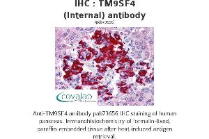 Image no. 1 for anti-Transmembrane 9 Superfamily Protein Member 4 (TM9SF4) (Internal Region) antibody (ABIN1740143) (TM9SF4 抗体  (Internal Region))