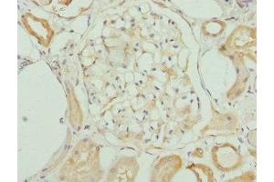 Immunohistochemistry of paraffin-embedded human kidney tissue using ABIN7157482 at dilution of 1:100 (KHDRBS3 抗体  (AA 177-346))