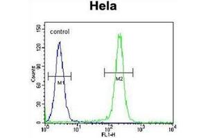 Flow cytometric analysis of Hela cells using FNIP2 Antibody (C-term) Cat. (FNIP2 抗体  (C-Term))