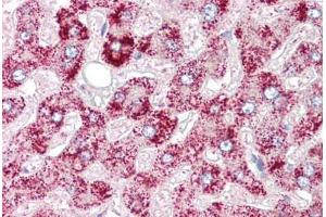 Anti-ORMDL1 antibody IHC staining of human liver.