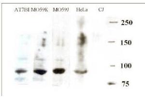 Western blotting with anti-ARTEMIS antibody ABIN117935 at a 1:500 dilution in various cell lysates. (DCLRE1C 抗体  (AA 482-495))