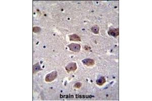 NAT12 Antibody (C-term) (ABIN655139 and ABIN2844763) immunohistochemistry analysis in formalin fixed and paraffin embedded human brain tissue followed by peroxidase conjugation of the secondary antibody and DAB staining. (NAA30 抗体  (C-Term))