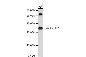 Western blot analysis of extracts of rat brain, using ErbB4/HER4 antibody (ABIN6134572, ABIN6140256, ABIN6140258 and ABIN6213976) at 1:1000 dilution. (ERBB4 抗体  (AA 1150-1250))