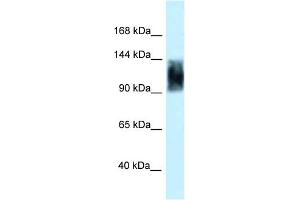 WB Suggested Anti-Srrm1 Antibody   Titration: 1. (SRRM1 抗体  (C-Term))