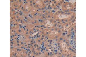 Used in DAB staining on fromalin fixed paraffin- embedded kidney tissue (FBLN7 抗体  (AA 223-440))