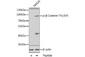 Western blot analysis of extracts from SW626 cells using Phospho-β-Catenin-T41/S45 antibody (ABIN3020171, ABIN3020172 and ABIN3020173). (CTNNB1 抗体  (pSer45, pThr41))
