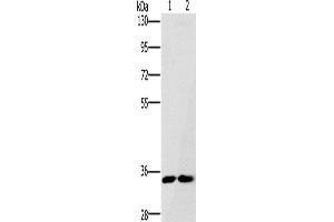 Western Blotting (WB) image for anti-Fas Apoptotic Inhibitory Molecule 2 (FAIM2) antibody (ABIN2430057) (FAIM2 抗体)