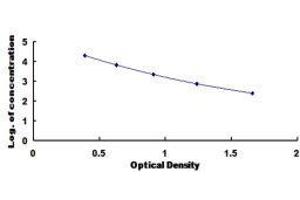 Complexin 2 (CPLX2) ELISA Kit