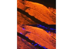Immunofluorescence analysis of Mouse skeletal muscle using Calsequestrin 1 antibody (ABIN7266045) at dilution of 1:100. (Calsequestrin 抗体)