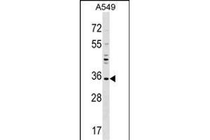 UNKL Antibody (N-term) (ABIN1538817 and ABIN2848922) western blot analysis in A549 cell line lysates (35 μg/lane). (UNKL 抗体  (N-Term))