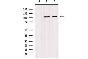 Western blot analysis of extracts from various samples, using CAPRIN1 Antibody. (Caprin-1 抗体  (Internal Region))