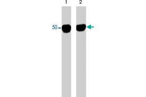 Western blot analysis of purified human brain tubulin untreated (lane 1) or treated with ERK2 kinase to phosphorylate Ser-172 (lane 2).