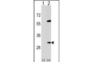 Western blot analysis of SNF8 (arrow) using rabbit polyclonal SNF8 Antibody (N-term) (ABIN1539325 and ABIN2849028). (SNF8 抗体  (N-Term))