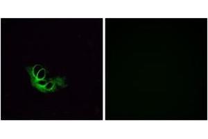 Immunofluorescence (IF) image for anti-Olfactory Receptor, Family 56, Subfamily A, Member 1 (OR56A1) (AA 241-290) antibody (ABIN2890942) (OR56A1 抗体  (AA 241-290))