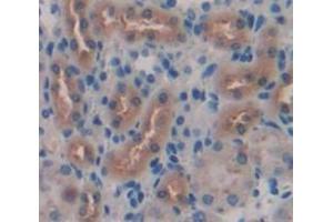 IHC-P analysis of Mouse Tissue, with DAB staining. (Klotho 抗体  (AA 59-508))