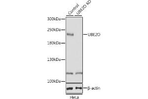 Western blot analysis of extracts from normal (control) and UBE2O knockout (KO) HeLa cells, using UBE2O antibody (ABIN6130342, ABIN6149817, ABIN6149818 and ABIN7101351) at 1:1000 dilution. (UBE2O 抗体  (AA 1073-1292))
