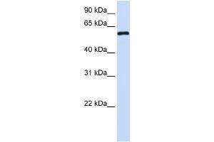 WB Suggested Anti-MTX1 Antibody Titration:  0. (Metaxin 1 抗体  (C-Term))