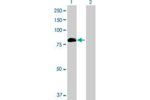 Western Blot analysis of VWA5A expression in transfected 293T cell line by VWA5A MaxPab polyclonal antibody. (VWA5A 抗体  (AA 1-786))