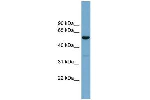 WB Suggested Anti-ACTR10 Antibody Titration: 0. (ACTR10 抗体  (Middle Region))