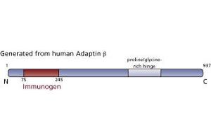 Image no. 3 for anti-Adaptor-Related Protein Complex 2, beta 1 Subunit (AP2B1) (AA 75-245) antibody (ABIN967931) (AP2B1 抗体  (AA 75-245))
