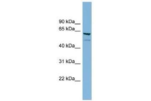 C7ORF43 antibody used at 1 ug/ml to detect target protein. (C7orf43 抗体  (Middle Region))
