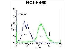 GSR Antibody (C-term) (ABIN655985 and ABIN2845369) flow cytometric analysis of NCI- cells (right histogram) compared to a negative control -Rabbit IgG alone (left histogram). (Glutathione Reductase 抗体  (C-Term))