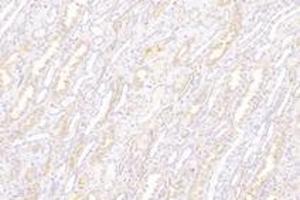 Immunohistochemistry (Paraffin-embedded Sections) (IHC (p)) image for anti-Prostaglandin F Receptor (FP) (PTGFR) antibody (ABIN7075209)