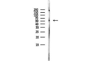 Western blot analysis of lysates from Mouse brain, using EVL Antibody at 1/1000 dilution.