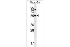 WDR18 Antibody (C-term) (ABIN651548 and ABIN2840296) western blot analysis in Neuro-2a cell line lysates (35 μg/lane). (WDR18 抗体  (C-Term))
