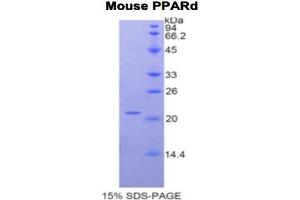 SDS-PAGE analysis of Mouse PPARD Protein. (PPARD 蛋白)