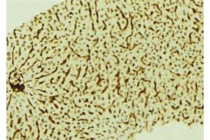 ABIN6274045 at 1/100 staining Mouse liver tissue by IHC-P.