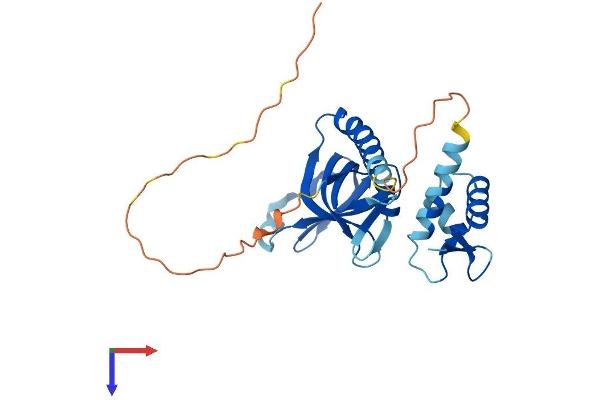 RPA4 Protein (AA 1-261) (His tag)