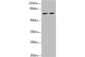 Western blot All lanes: IWS1 antibody at 3. (IWS1 抗体  (AA 570-819))