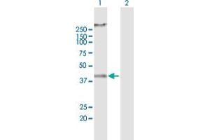 Western Blot analysis of RNF133 expression in transfected 293T cell line by RNF133 MaxPab polyclonal antibody. (RNF133 抗体  (AA 1-376))
