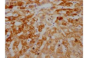 IHC image of ABIN7127329 diluted at 1:100 and staining in paraffin-embedded human liver tissue performed on a Leica BondTM system. (Recombinant AIF 抗体)