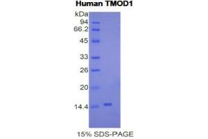 SDS-PAGE analysis of Human Tropomodulin 1 Protein. (Tropomodulin 1 Protein (TMOD1))
