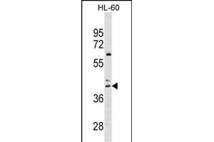 CCR4 Antibody (C-term) (ABIN1536966 and ABIN2849635) western blot analysis in HL-60 cell line lysates (35 μg/lane). (CCR4 抗体  (C-Term))