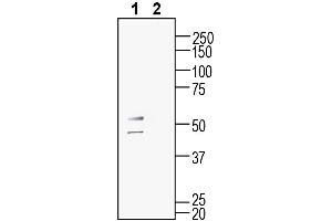 Western blot analysis of mouse  microglia cell line lysate:1. (G Protein-Coupled Receptor 132 抗体  (Extracellular))