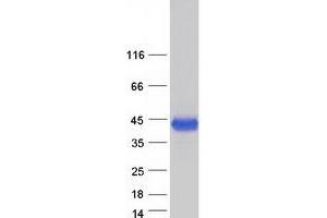 Western Blotting (WB) image for Cathepsin B (CTSB) (Transcript Variant 4) protein (Myc-DYKDDDDK Tag) (ABIN2713229)