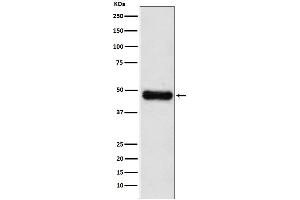 Western blot analysis of ADK expression in HepG2 cell lysate. (Recombinant ADK 抗体)