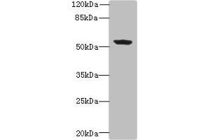 Western blot All lanes: PLEKHA8 antibody at 0. (PLEKHA8 抗体  (AA 1-300))
