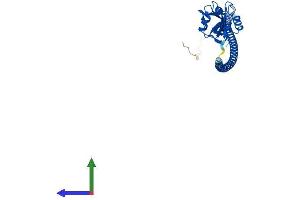Protein Structure (PS) image for C-Type Lectin Domain Family 4, Member G (CLEC4G) (AA 1-293) protein (His tag) (ABIN7553473)