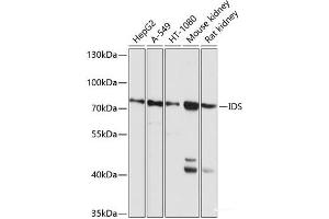 Western blot analysis of extracts of various cell lines using IDS Polyclonal Antibody at dilution of 1:1000. (IDS 抗体)