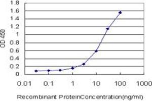 Detection limit for recombinant GST tagged DSE is approximately 0. (DSE 抗体  (AA 574-673))