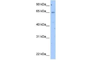 Occludin antibody used at 2. (Occludin 抗体  (N-Term))