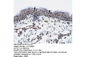 Human Skin (TAF9 抗体  (N-Term))