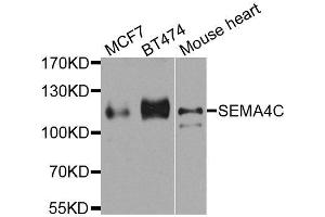 Western blot analysis of extracts of various cell lines, using SEMA4C antibody. (SEMA4C 抗体  (AA 749-833))