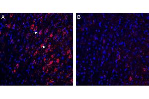 Expression of GABARAP in rat cortex.